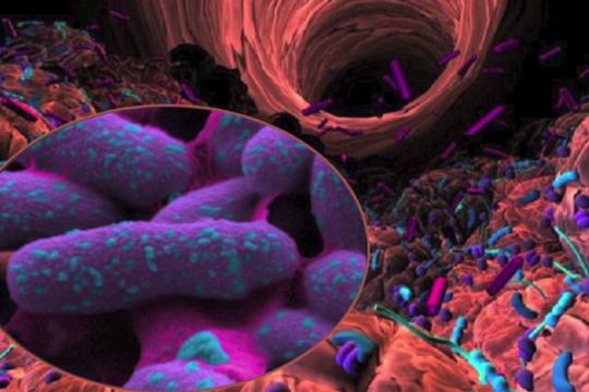 Stress et dépression, le microbiote impliqué
