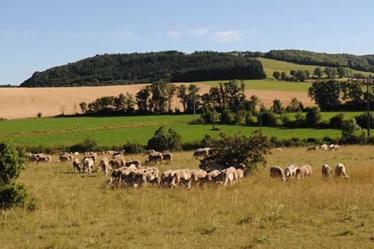 Produire sous indications géographiques est bénéfique pour les revenus agricoles, l’emploi local et l’environnement 
