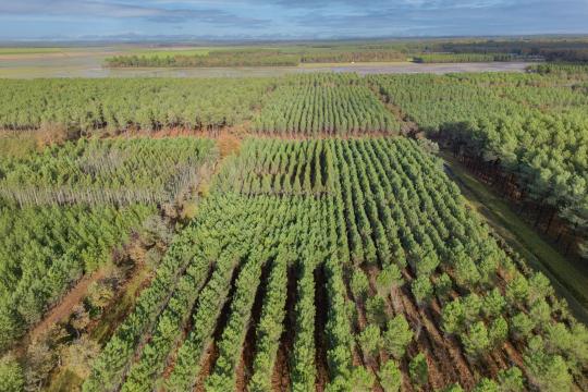  France 2030 - Lancement du programme de recherche FORESTT :  résilience des forêts face aux changements globaux