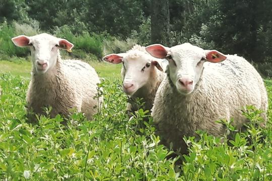L’IA sait si les animaux ont mangé de l’herbe mais pas combien de temps : l’exemple de la viande d’agneau 