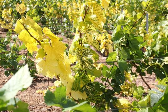 La prémunition, nouvel espoir pour protéger les vignes du court-noué