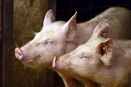 Animal welfare: when artificial intelligence translates pig vocalisations