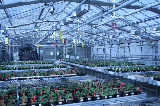 Les plantes et leurs microbes : un duo clé pour une agriculture durable