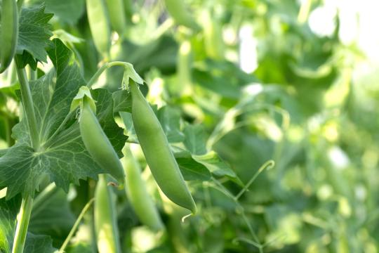 Productions végétales agricoles : innover pour des filières compétitives et durables