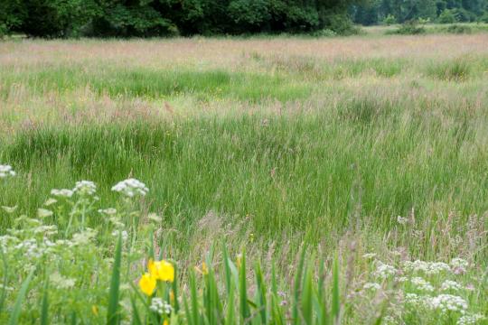 Identifier les seuils écologiques pour une gestion optimisée de la biodiversité et des écosystèmes