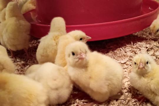 Moins de protéines et de potassium dans l’aliment : une stratégie pour réduire l’impact sur l’environnement des poulets de chair