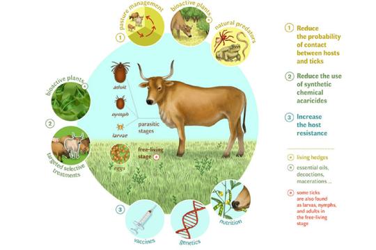 Tiques en élevages bovins : les pays tropicaux inspirent des solutions durables