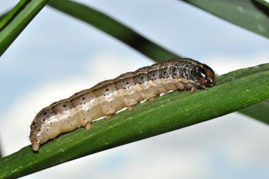 Spodoptera frugiperda, un papillon ravageur sous haute surveillance