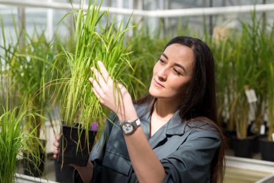 illustration Stella Césari, une jeune chercheuse récompensée pour son travail en science du végétal