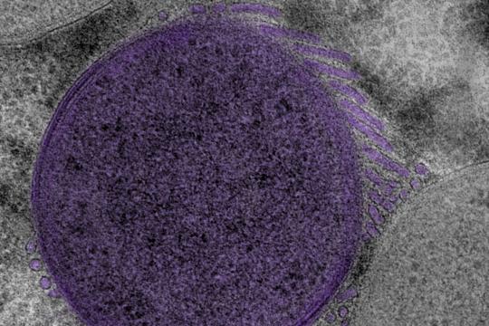 Des bactéries architectes construisent des structures membranaires en réseau pour mieux se nourrir