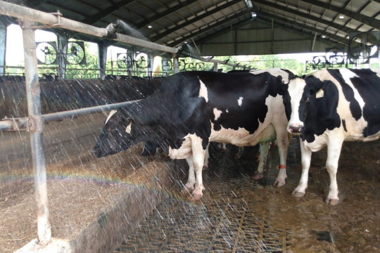 GRACE, un laboratoire international associé INRAE-Floride sur le stress thermique et la reproduction des ruminants