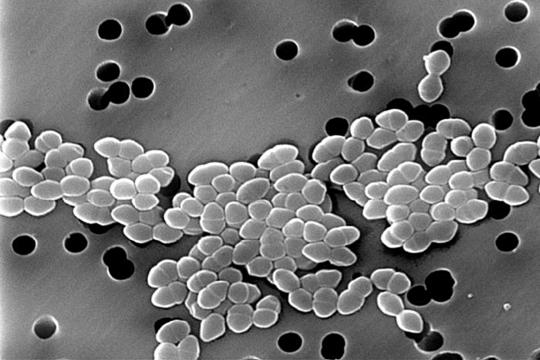 Des bactéries pour renforcer le microbiote contre les pathogènes