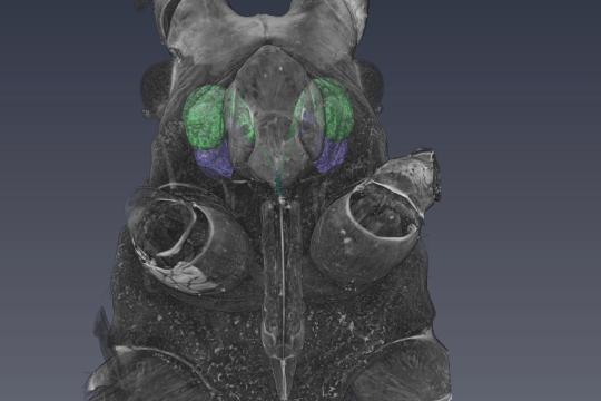 L’imagerie 3D révèle la formation des stylets chez le moustique et le puceron 