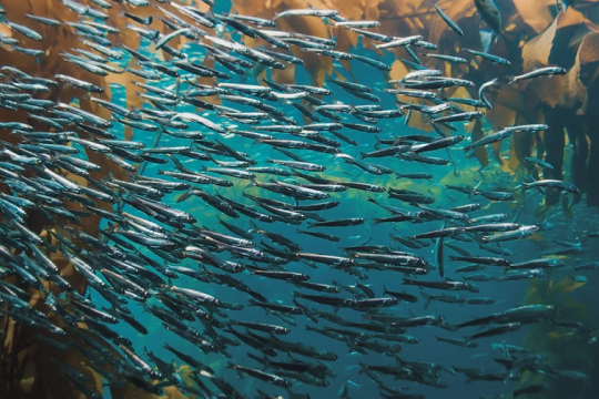 AQUASERV : un réseau européen d’infrastructures de recherche pour une aquaculture durable