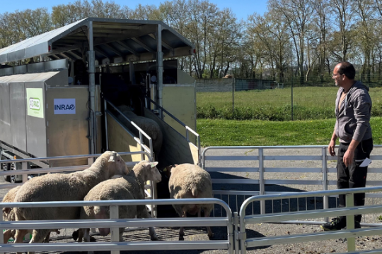 Révolutionner la mesure du méthane des petits ruminants