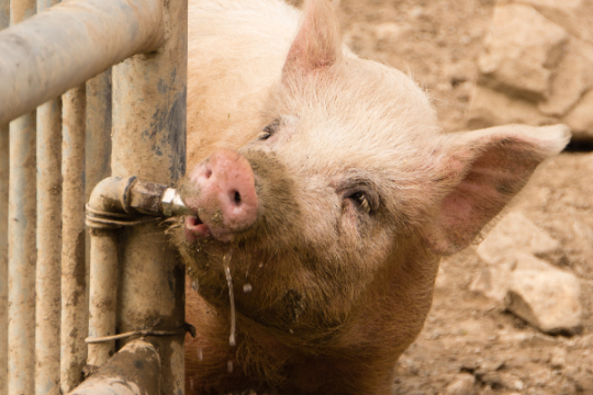 Des solutions pour améliorer la distribution des antibiotiques aux porcelets