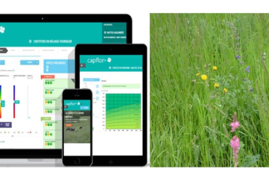 Capflor accompagne les éleveurs dans l’implantation de prairies à flore variée