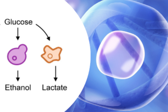 Les cellules ne gaspillent pas leurs ressources nutritionnelles, elles s’adaptent