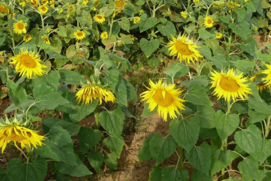 Le mildiou du tournesol : une menace persistante