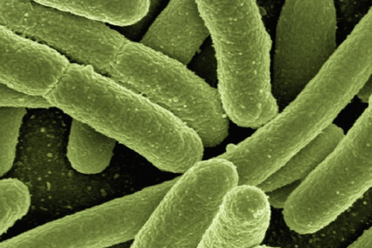 Résistance aux antimicrobiens : et si l’animal n’était pas le principal responsable ?