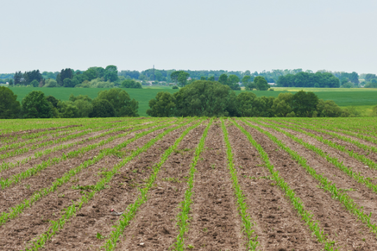 Estimer le carbone des sols : un enjeu clé pour le climat et les politiques agricoles