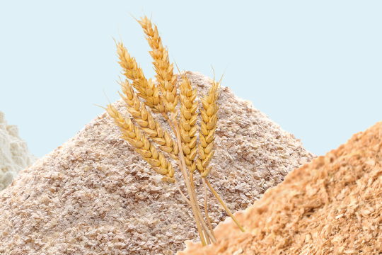 Les enzymes utilisées pour la transformation des céréales sont-elles actives en milieu peu hydraté ?