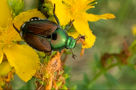 Le scarabée japonais à la conquête de l’Europe : un insecte sous haute surveillance