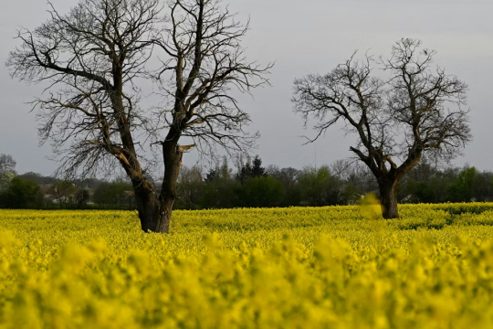 Transition énergétique : développer les bioénergies, oui mais avec quelles biomasses ?