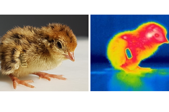 La température d’incubation des œufs de caille japonaise comme levier d’amélioration de la résistance à la chaleur ?