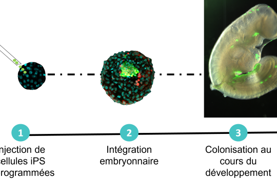 Quand les cellules souches transforment le lapin en animal modèle performant