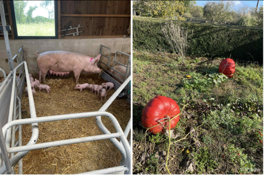 Le bio à grande échelle : promesse verte et casse-tête azoté 