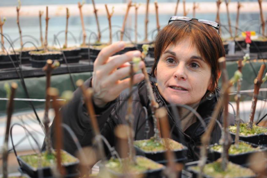 illustration Nathalie Ollat, ingénieuse vigne de demain