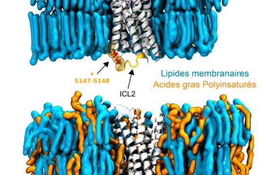 Pourquoi certains lipides sont bons pour le cerveau ?