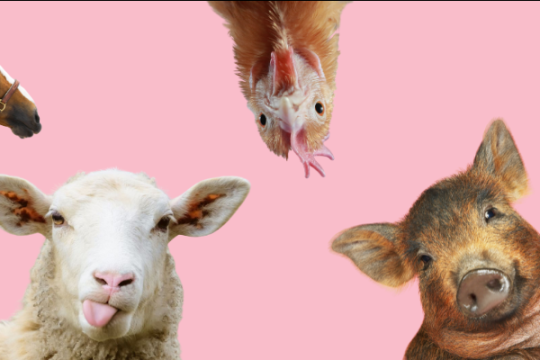 5 faits étonnants sur l'intelligence des animaux